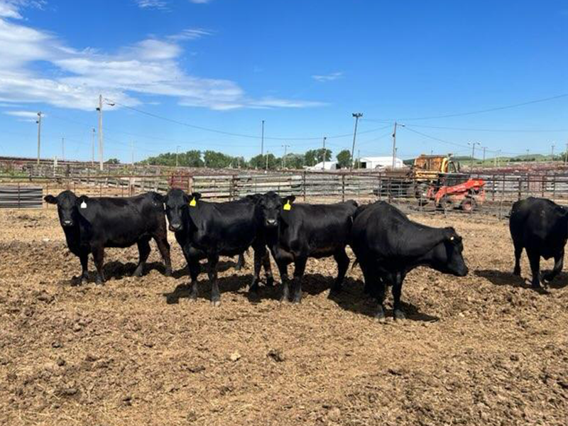 Open Heifers, Heiferettes, and Young Cows